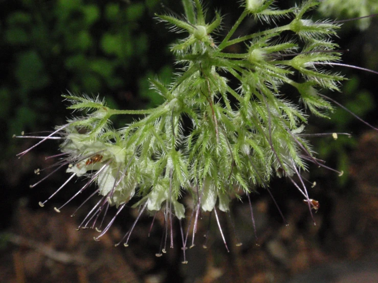 an image of close up of the flowers