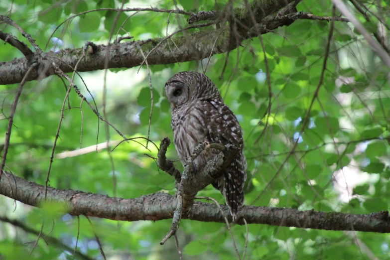 an owl sitting on a tree nch in the woods