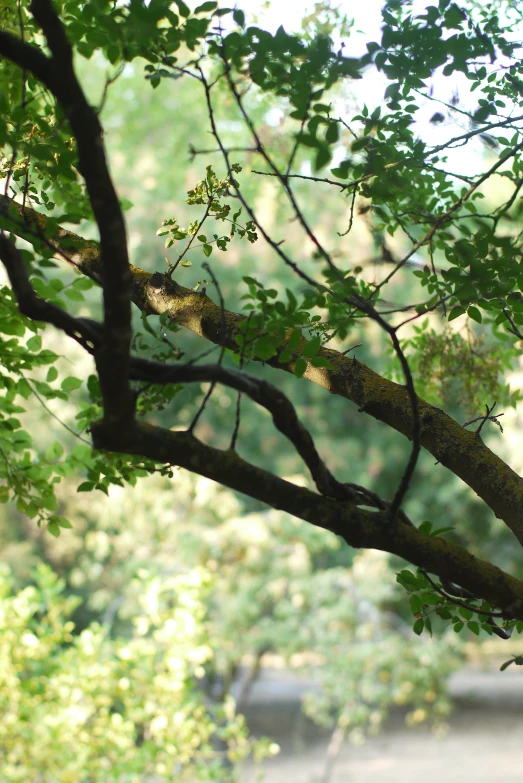 a small yellow lizard is sitting on a tree nch