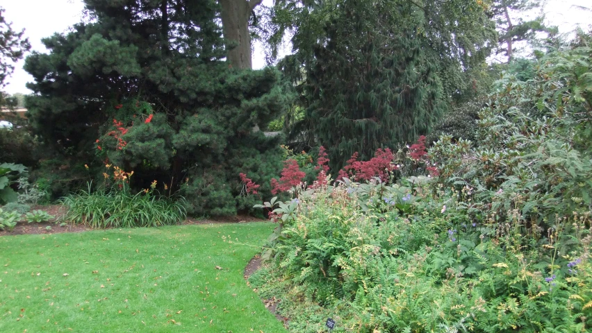 there are many plants in a grassy area