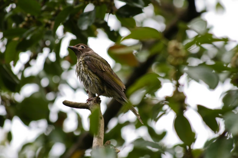 a bird is perched up on a limb