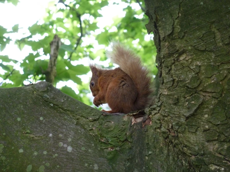 a red squirrel on a tree nch, perched sideways and looking off to the left