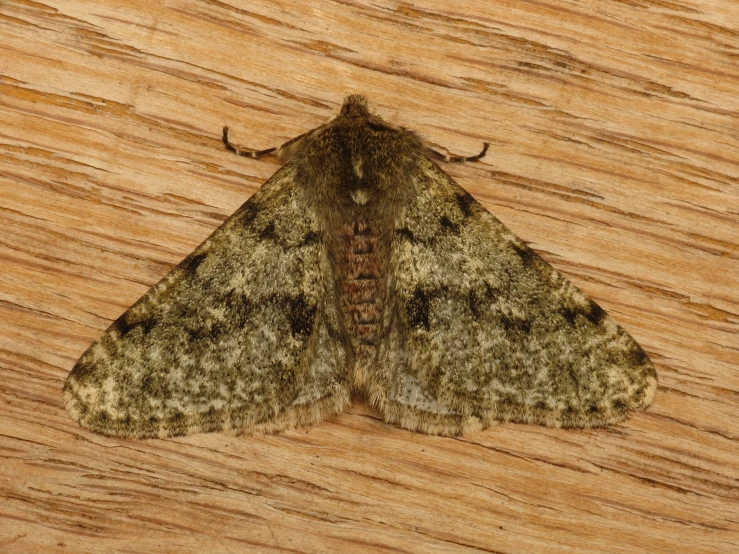 this is a close up picture of a light brown moth