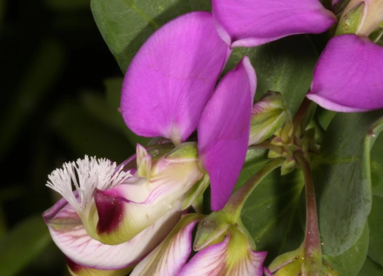 the flowers on this shrub are blooming with purple and white petals