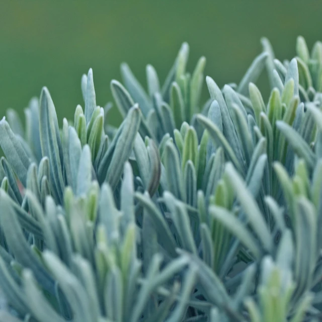 a close up of some green plants with small leaves