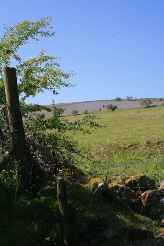 a horse that is standing in the grass