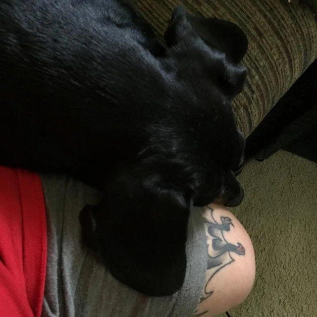 black cat lying on leg in a persons arms