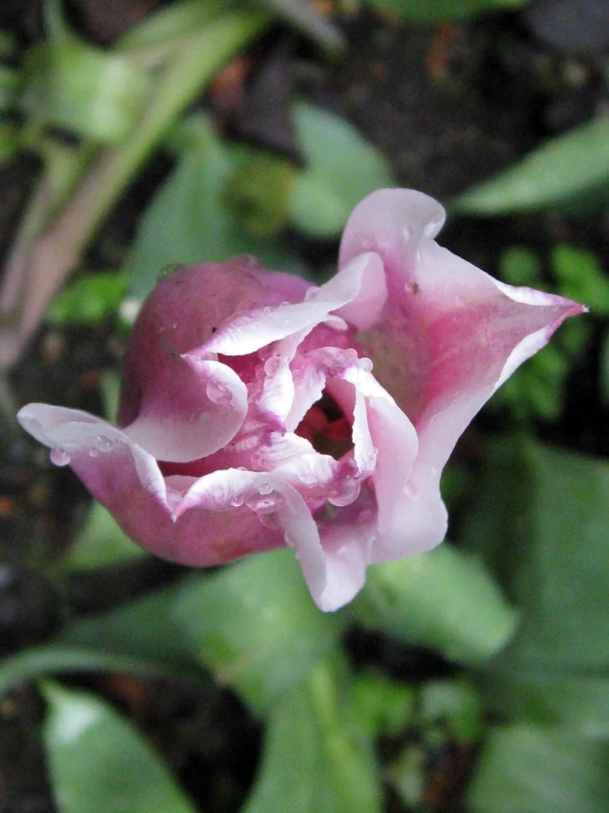 a single purple flower is on the ground