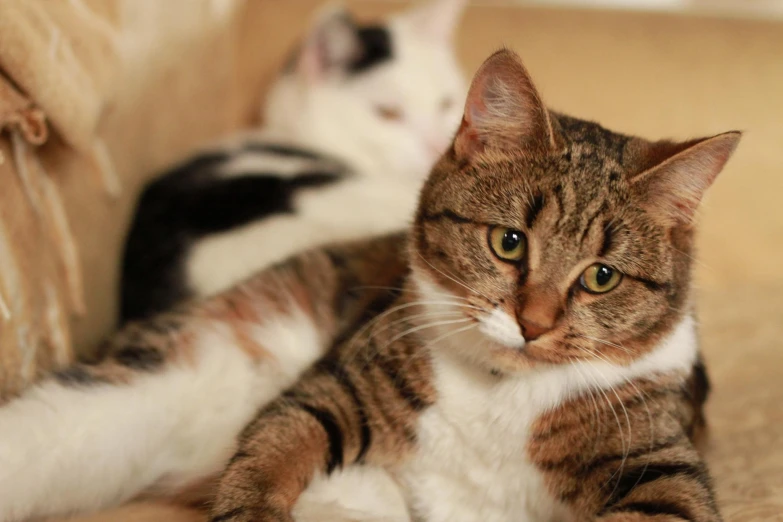 two cats laying on the ground together with their noses open