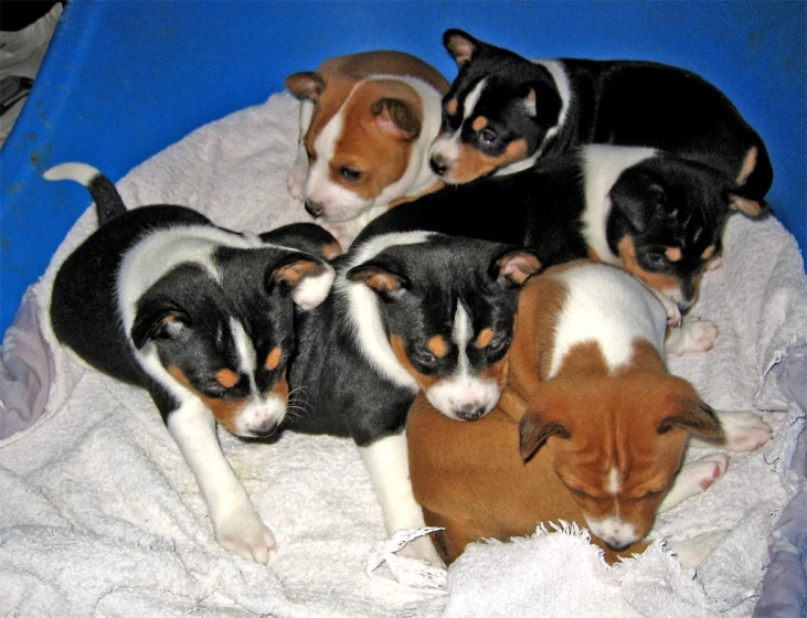 four puppies are playing with their mother on a blanket