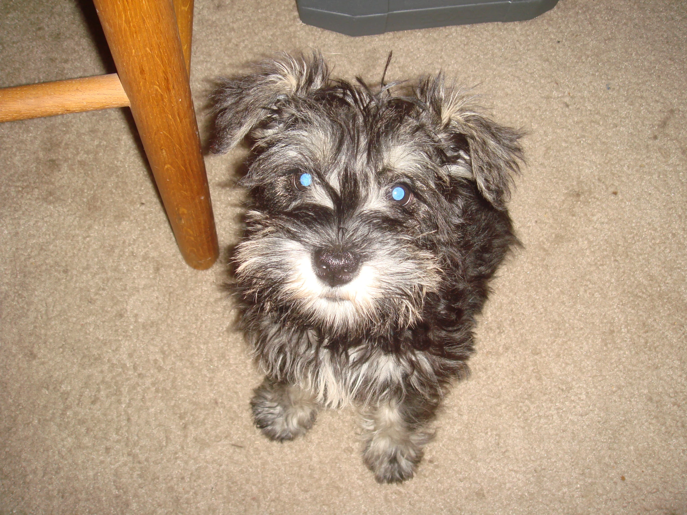 a puppy sitting under a chair in the living room