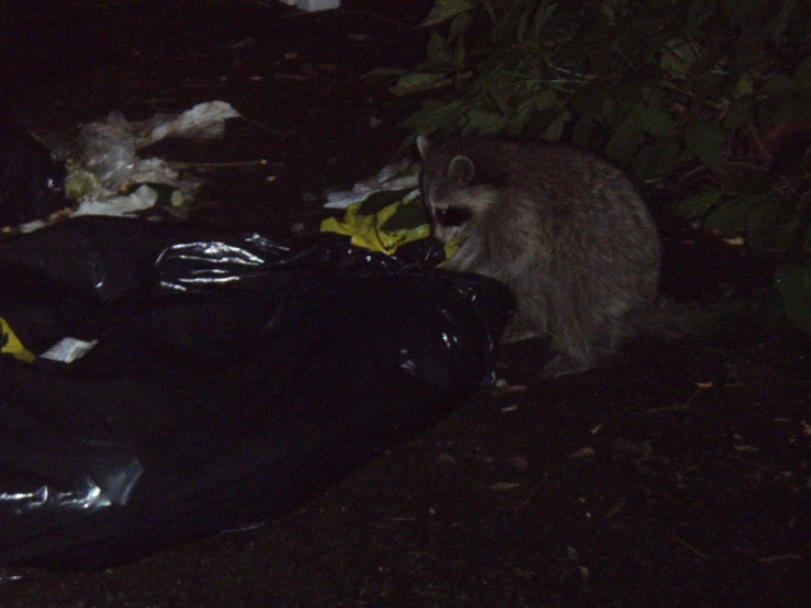 a rac standing on the ground near garbage bags