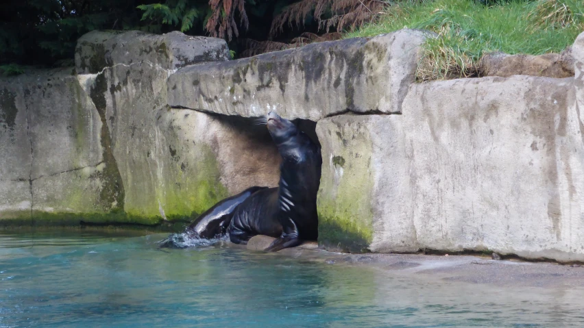 a sea bear playing in the water near a cliff