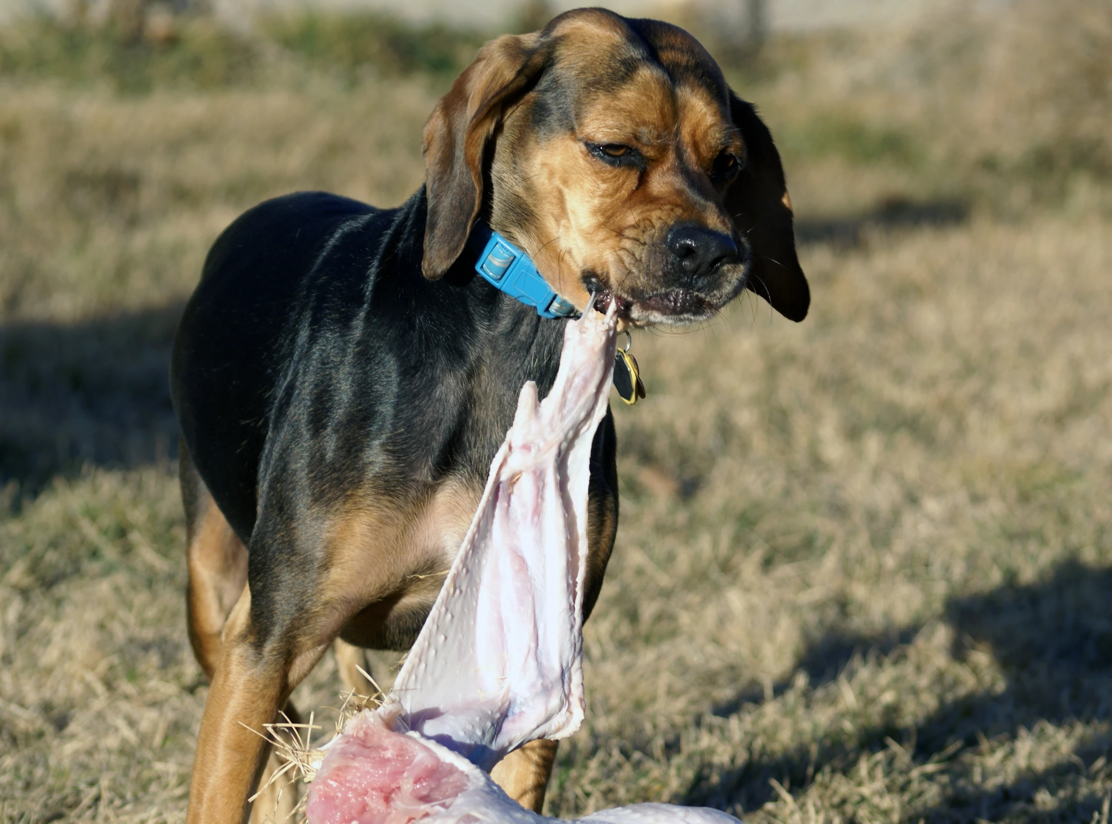 a dog carrying a large meat on a leash