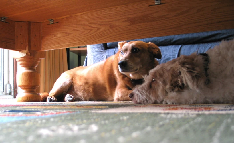 two dogs laying under a bed looking at the floor