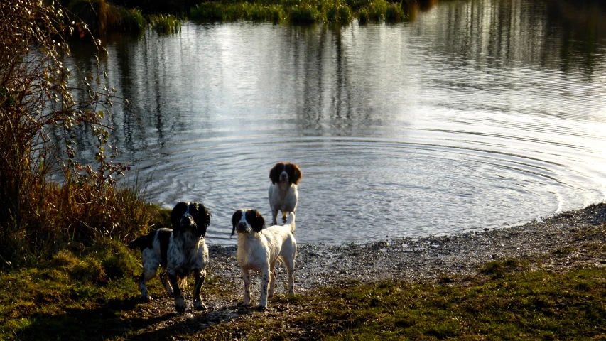 three dogs are looking up at the water