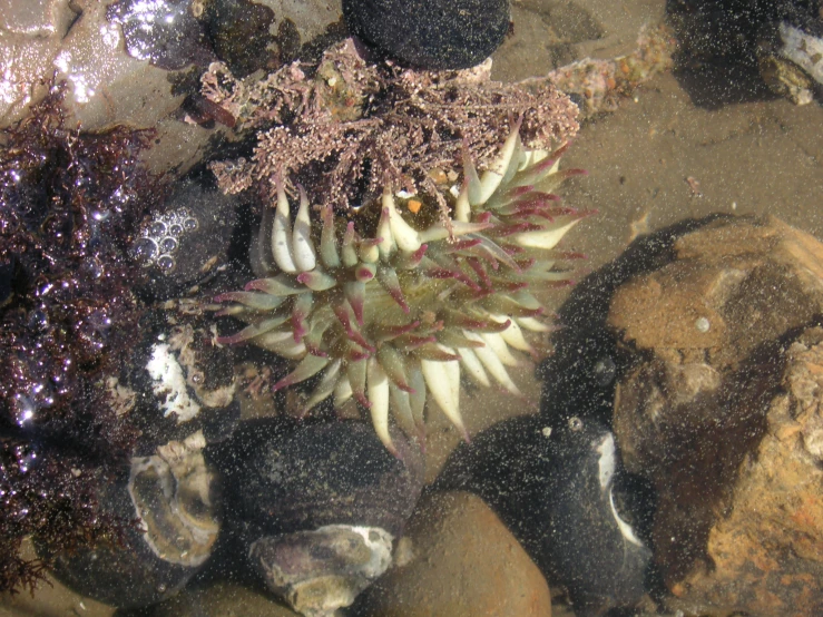 there are some very pretty plants in the dirt