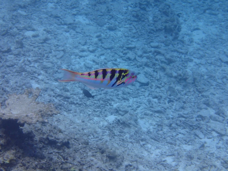 a fish that is in the water near rocks