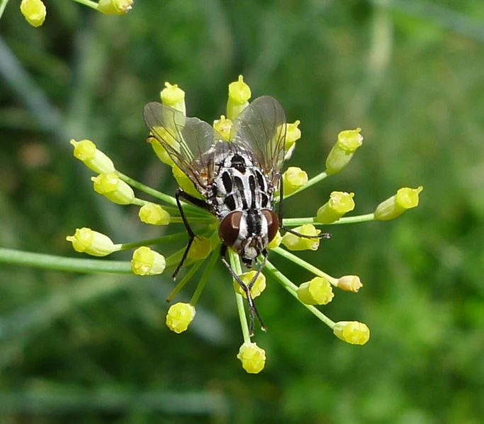 the fly is standing out in the green field