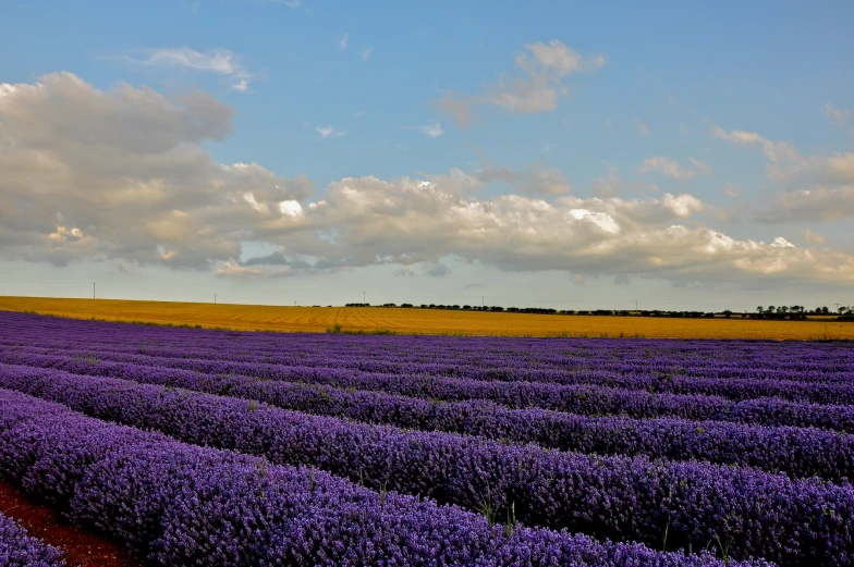 a field of lavender flowers with a sky background