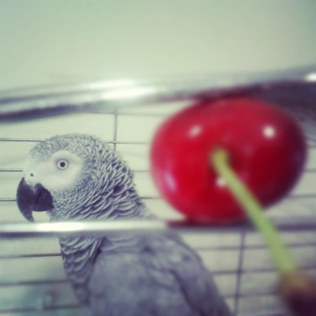 a parrot that is standing next to a red apple