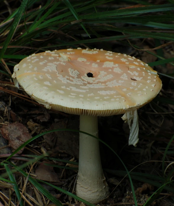 the mushroom with a small brown cap is growing up some grass