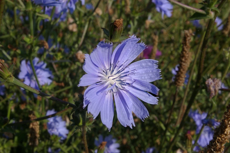 the large flower is blooming very quickly in this po