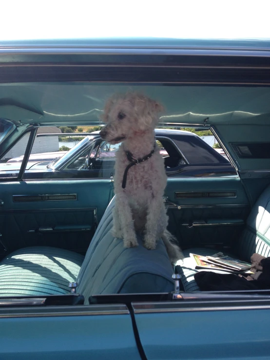 a small dog sitting on the driver's seat of an old car
