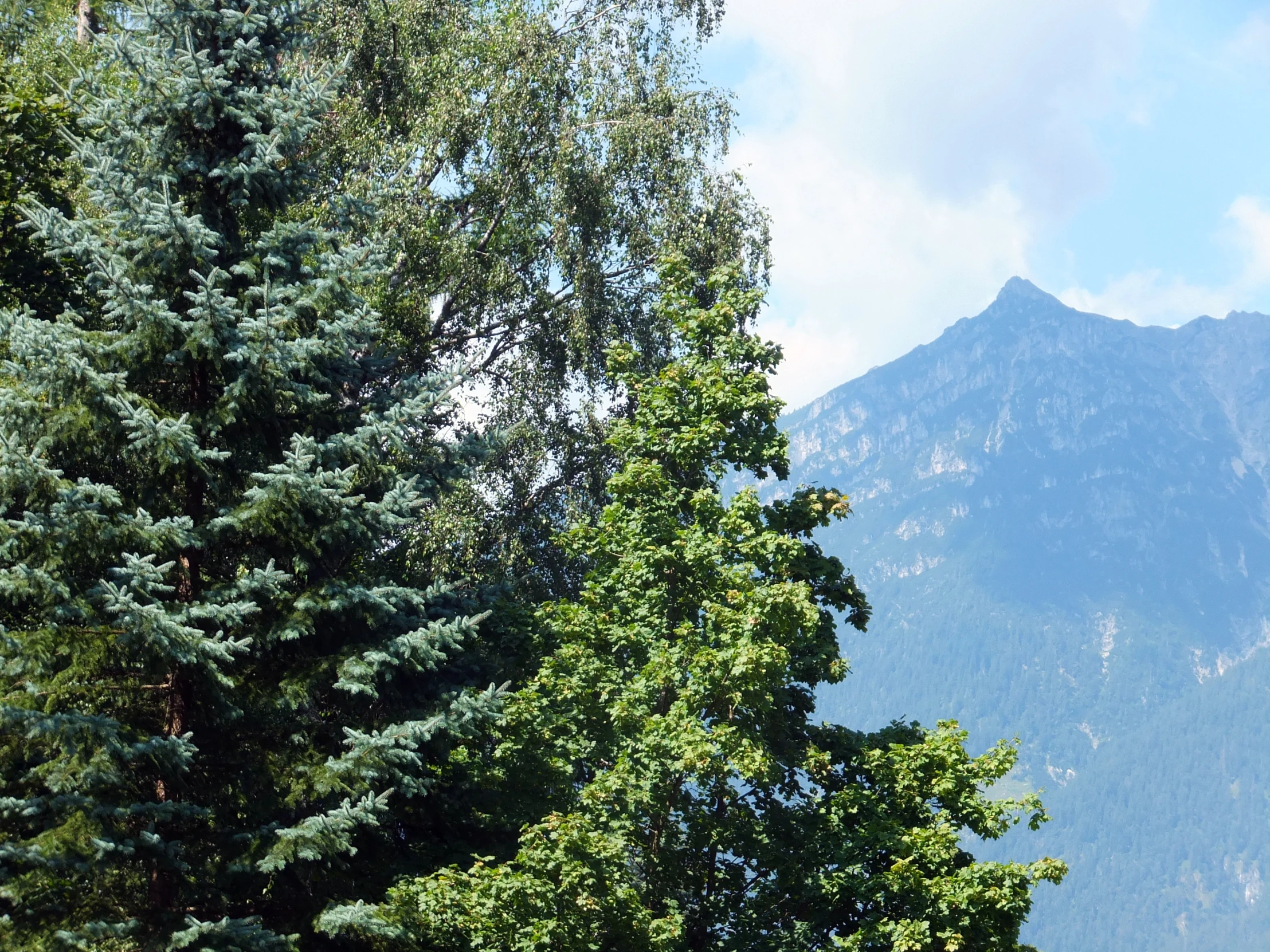 a large tree stands in front of mountains