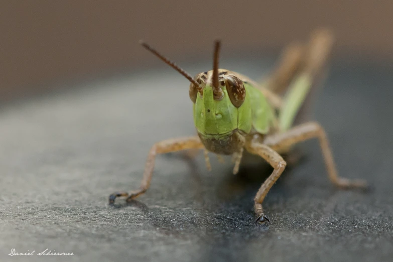 a close up of a green grasshopper bug