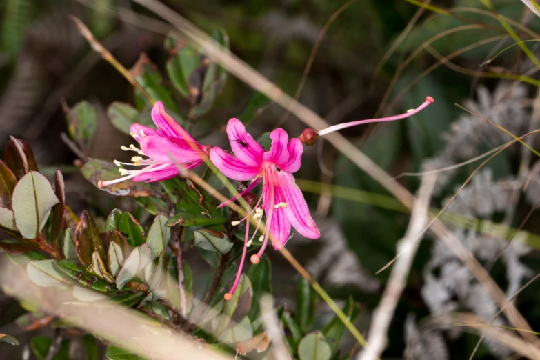 a flower sits on the stalk of a green plant