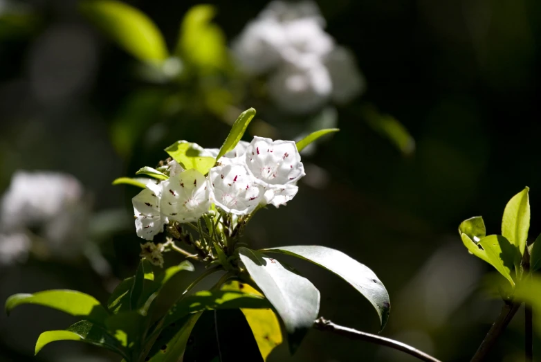 a flower with some leaves in the foreground