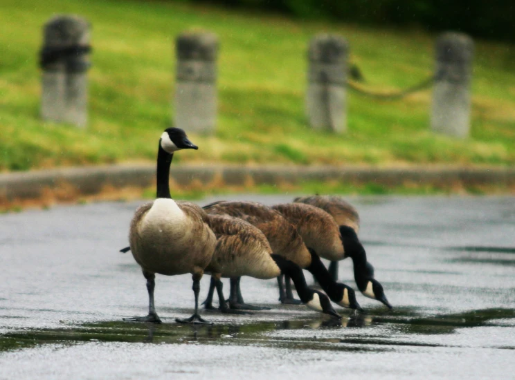 three geese that are standing in the street