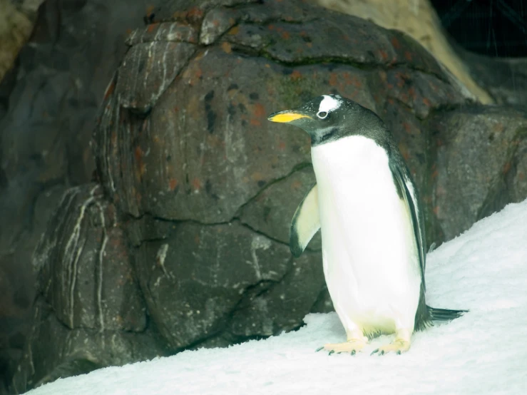 a penguin that is standing in the snow