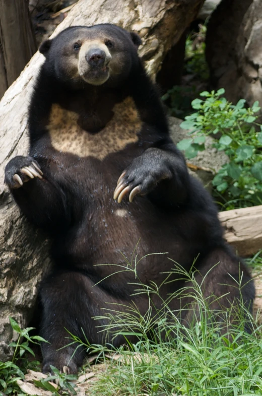 a bear that is standing on its paws in the grass