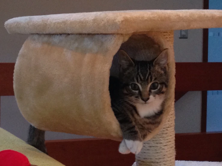 kitten peering out from inside a cat house