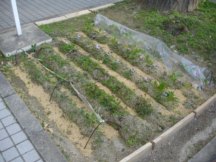 a raised plot in a street corner in the middle of a city