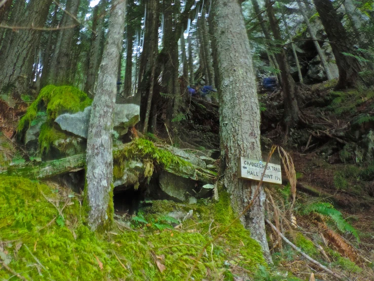 a bunch of moss and trees in the forest