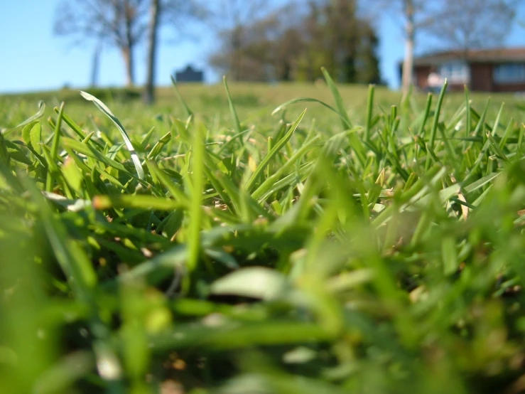 some green grass that is laying in the dirt