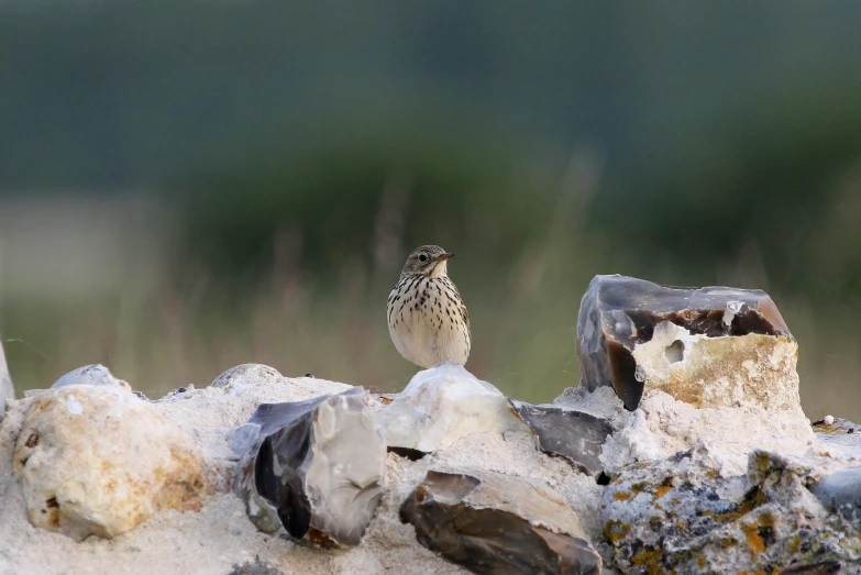 small brown bird perched on top of rocks