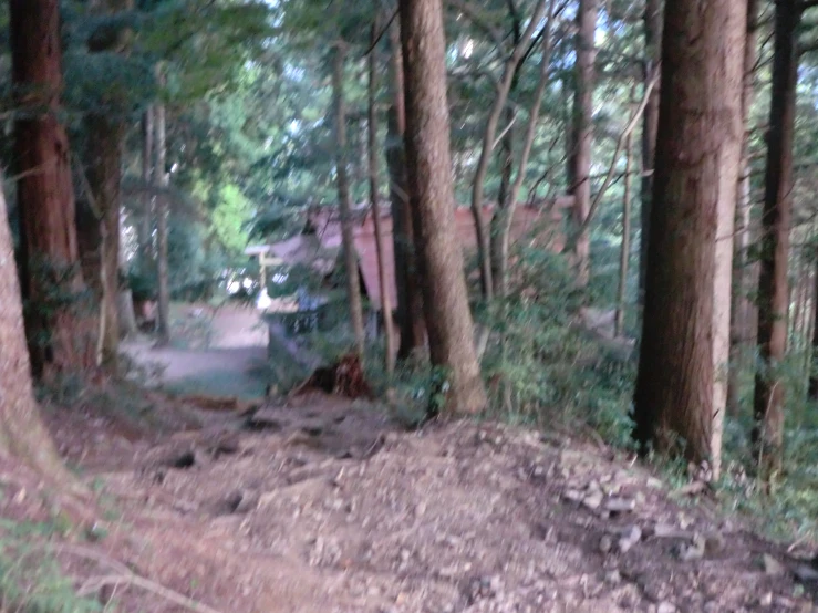 a truck driving through a forest in the sun