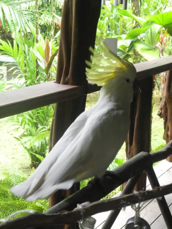 a white bird standing on top of a tree nch