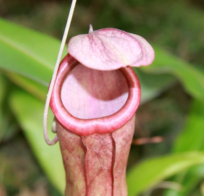 a pitcher shaped plant with its large, pink flowers