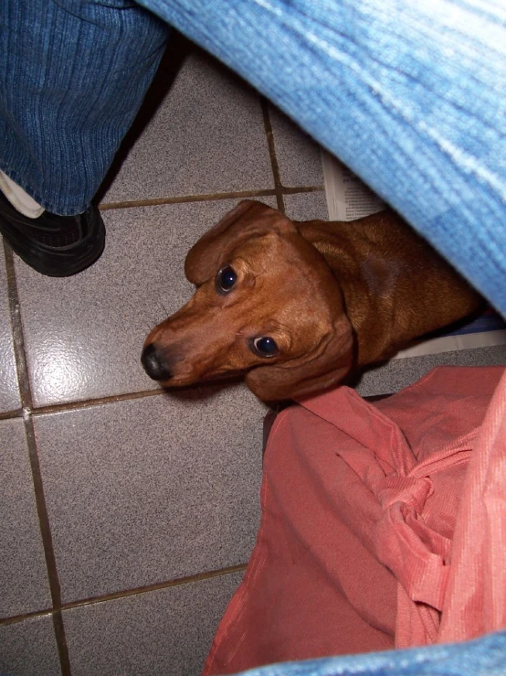 a dog standing inside of a persons legs