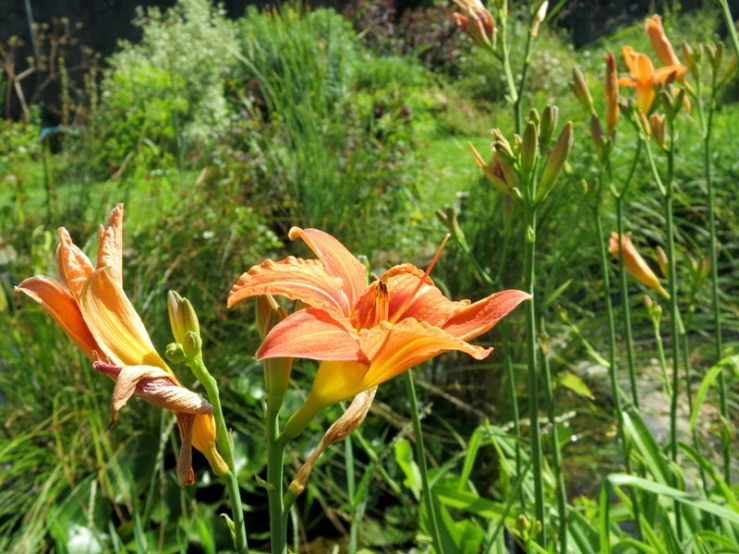 a close up of three orange flowers in a field