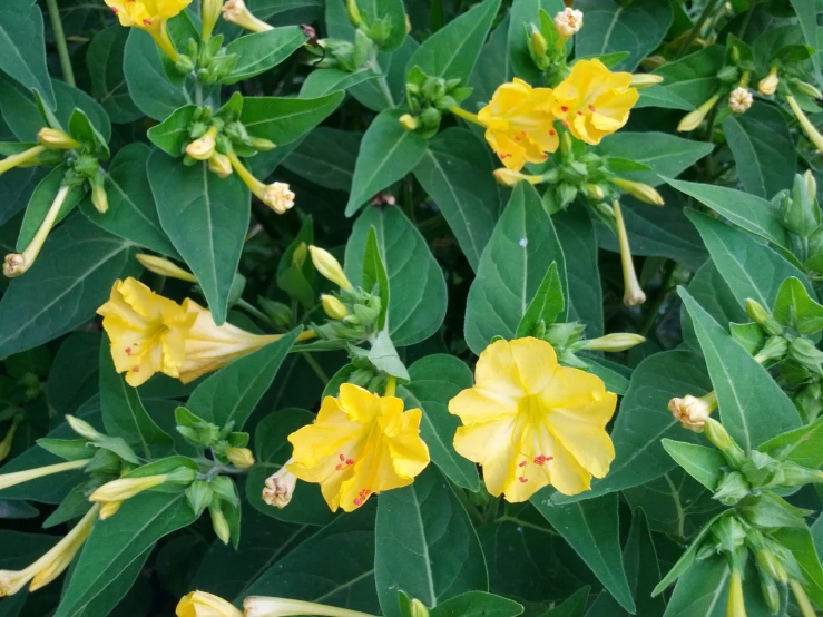 small yellow flowers surrounded by green leaves