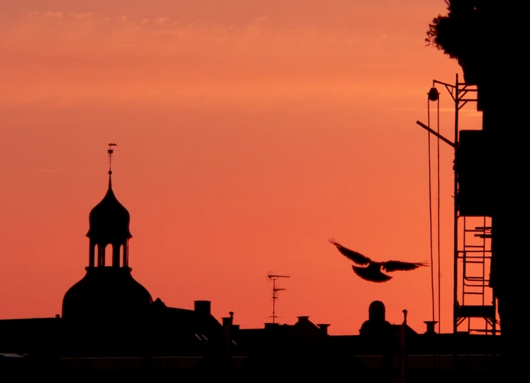 the sunset with some flying birds next to some buildings