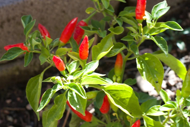 a plant has red  chili peppers growing