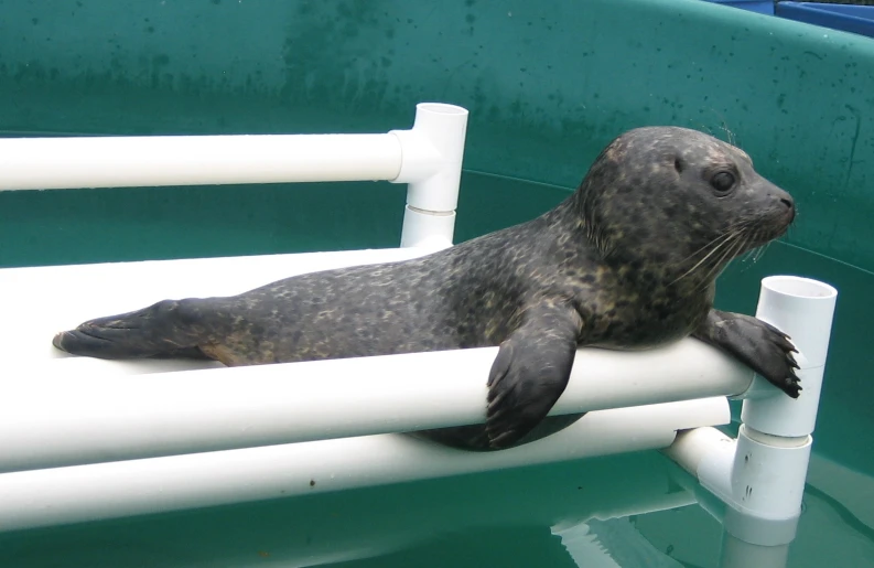 an animal on the top of a white pipe