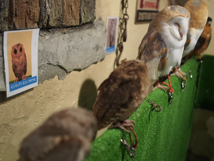 a number of birds perched on ledges in a display